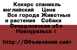 Кокерс спаниель английский  › Цена ­ 4 500 - Все города Животные и растения » Собаки   . Свердловская обл.,Новоуральск г.